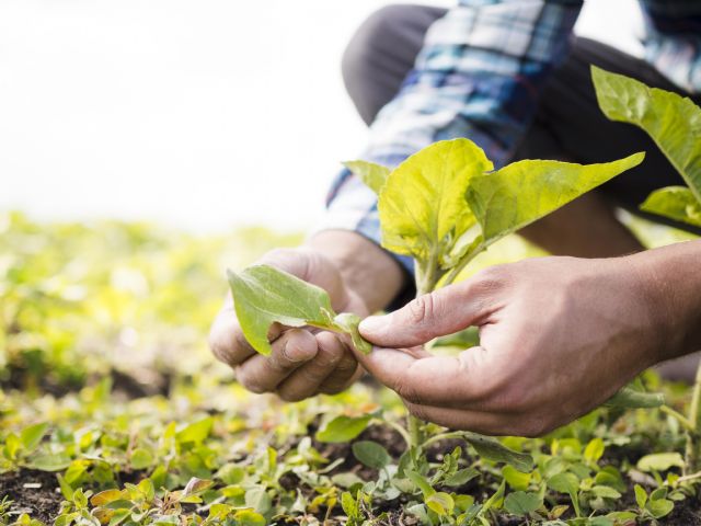 La propiedad intelectual en plantas y semillas, factor clave de la competitividad agraria - 1, Foto 1