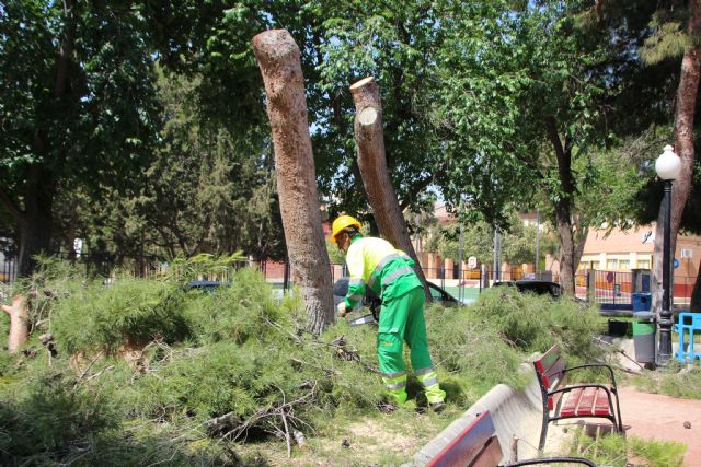 Las lluvias del 10 de mayo obligan a talar dos pinos en el jardn de San Cristbal, Foto 4