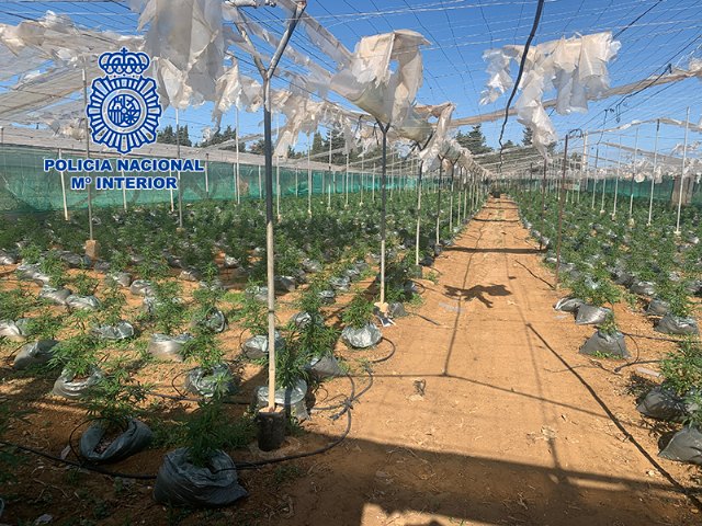 La Policía Nacional desmantela tres invernaderos destinados al cultivo de cannabis sativa con unas 20.000 plantas - 1, Foto 1