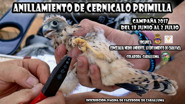 El paraje de La Junquera acoge una jornada de anillamiento del Cernícalo Primilla - 1, Foto 1