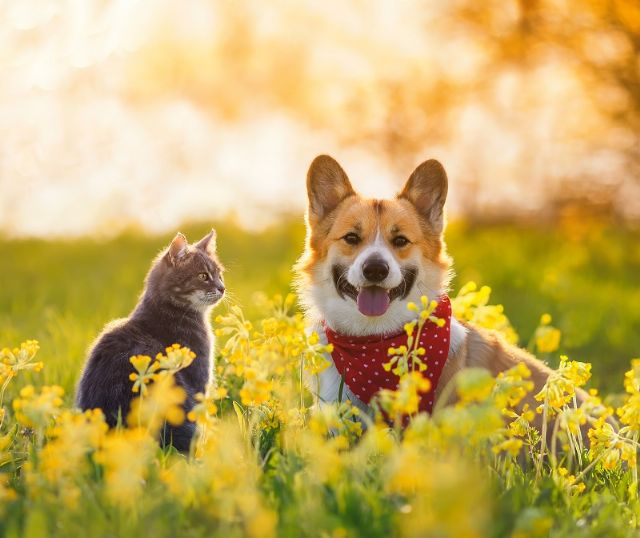 Consejos para prevenir el golpe de calor en perros y gatos durante la época estival - 1, Foto 1