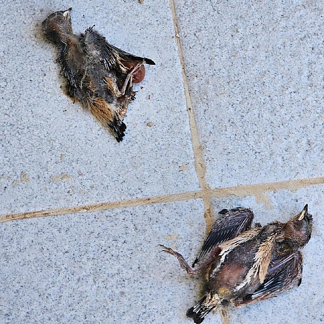 Pájaros muertos por el calor en una vivienda de la región, Foto 1