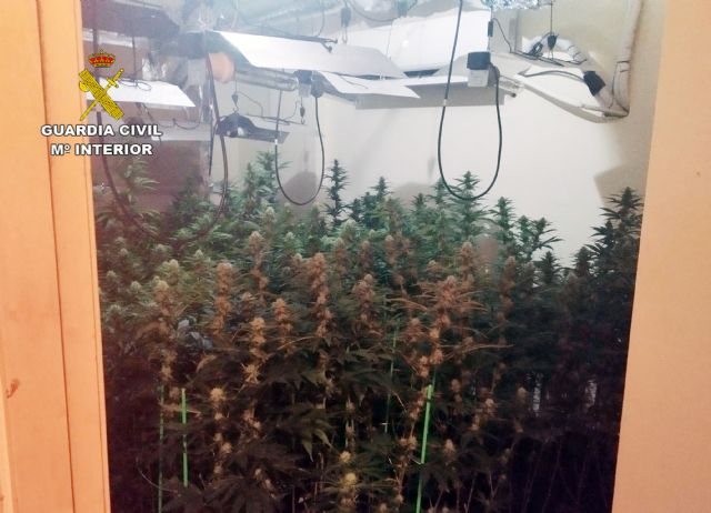 La Guardia Civil desmantela una plantación con cerca de 400 plantas de marihuana en un piso de Santomera - 2, Foto 2