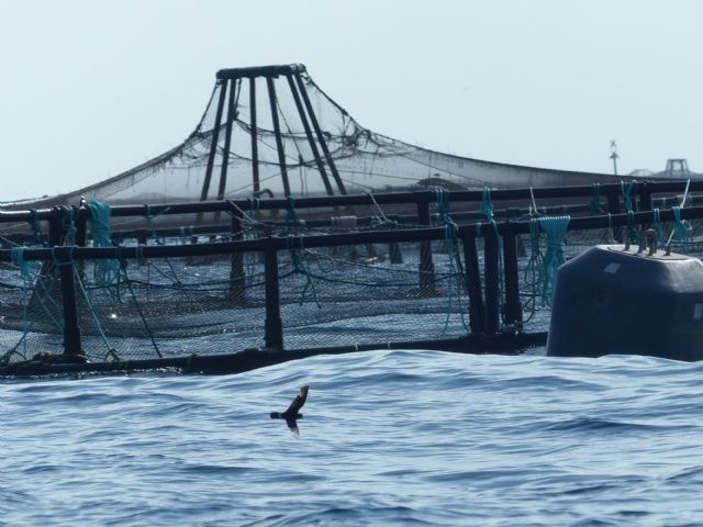 ANSE y ciencia: un proyecto de investigación del IMIDA con ANSE demuestra la interacción entre un ave pelágica y la acuicultura - 2, Foto 2