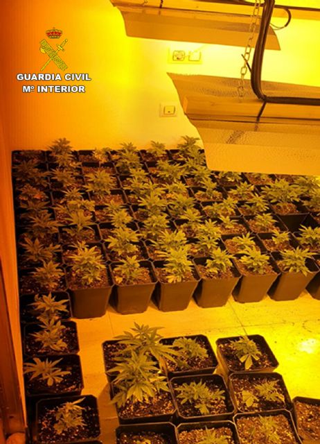 La Guardia Civil desmantela en Murcia una plantación indoor de marihuana y detiene a su responsable - 3, Foto 3