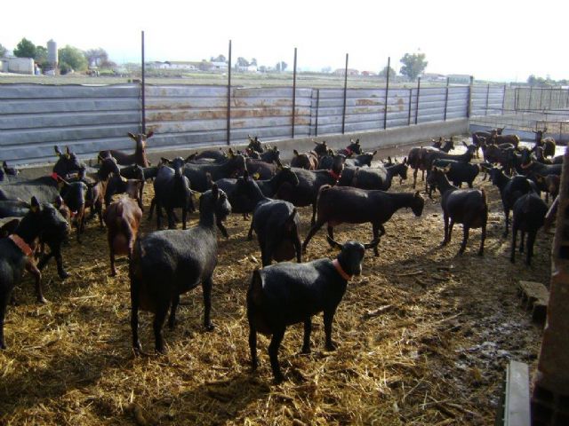 Las cooperativas reclaman medidas urgentes para evitar la reducción de cabañas ganaderas - 1, Foto 1