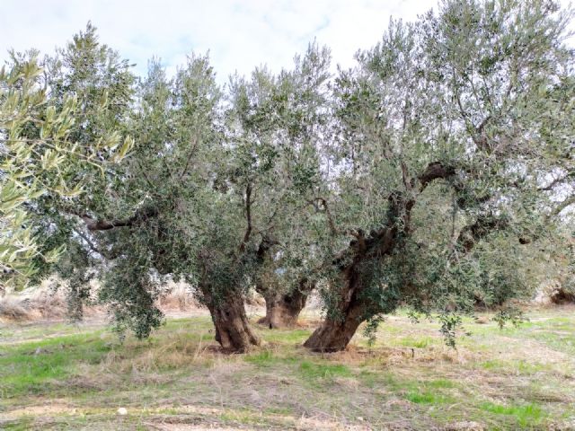 Murcia celebra el Día Europeo de la Agricultura Ecológica superando el objetivo del Pacto Verde - 2, Foto 2