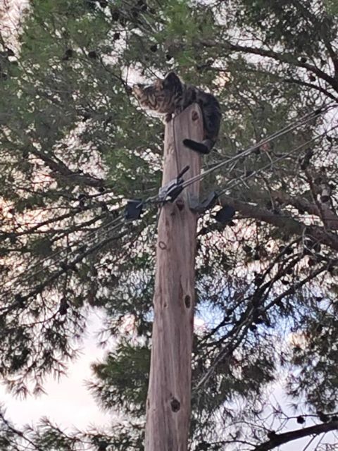 Once días atrapado: denuncian falta de acción del Ayuntamiento en el rescate de un gato en Molina de Segura - 1, Foto 1