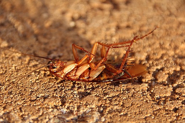 EcoExterminador: expulsa a esos insectos de una forma rápida y barata - 1, Foto 1