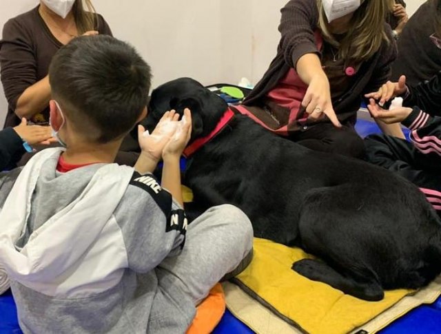 La Cátedra Animales y Sociedad inicia un programa de intervención asistida con perros para la Fundación Murallas de Algodón de Madrid - 1, Foto 1