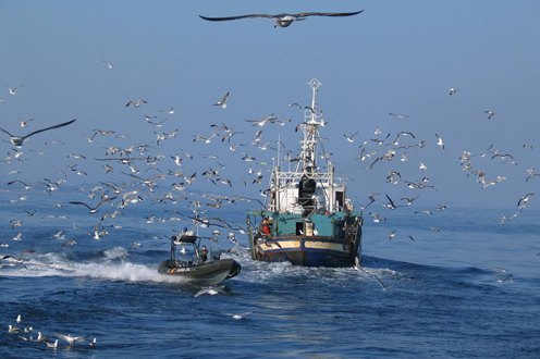 Agricultura, Pesca y Alimentación abona 7,55 millones de euros a las Organizaciones de Productores Pesqueros de ámbito nacional y transnacional - 1, Foto 1