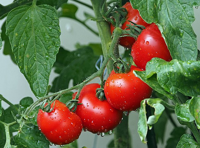 Más de la mitad de la población europea consume frutas y verduras a diario y valora positivamente las de invernadero - 1, Foto 1