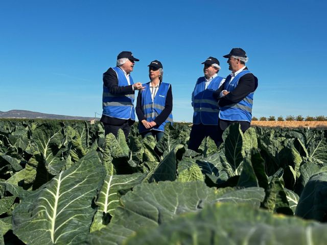 La Región de Murcia lidera las exportaciones de coliflor y con el 68 por ciento del total nacional - 2, Foto 2