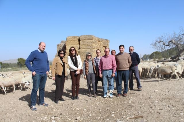 La Consejería de Agricultura gestiona ayudas para asegurar la supervivencia de la oveja montesina en la Región - 2, Foto 2