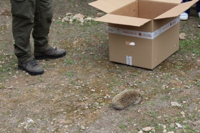 El Centro de Recuperación de Fauna Silvestre de El Valle registró el pasado año 2.510 ingresos de diferentes especies - 4, Foto 4