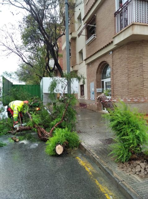 Retiran arbolado y ramas caídas en distintas zonas del municipio debido a las fuertes lluvias - 3, Foto 3