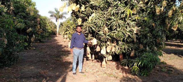 El mango de la India apuesta por mejorar las Buenas Prácticas Agrícolas y la Gestión Postcosecha - 1, Foto 1