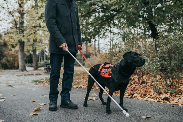 Perros guías y otros profesionales caninos que trabajan al lado de los humanos - 1, Foto 1