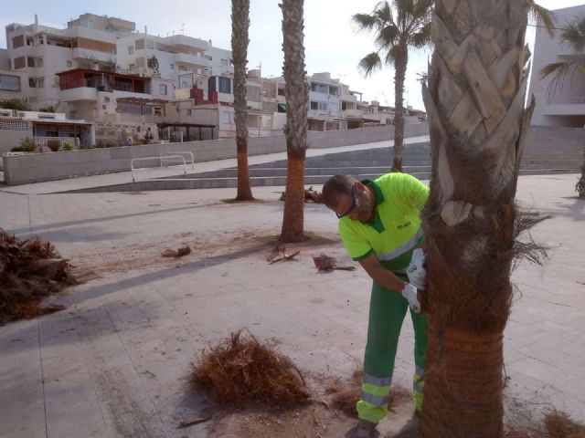 El Ayuntamiento hace lucir sus mejores galas a 200 palmeras washingtonias con un cepillado intensivo - 1, Foto 1