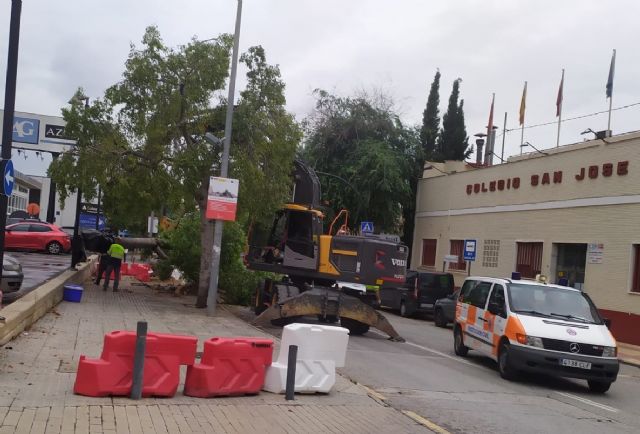 Arboricidio en Espinardo: los vecinos denuncian que trasladan los ejemplares a un solar cercano para serrarlos sin ser vistos - 2, Foto 2