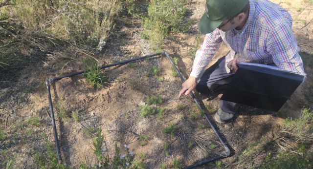 Medio Ambiente constata la presencia de una singular gramínea en los arenales del Serral en Yecla Medio Ambiente constata la presencia de una singular gramínea en los arenales del Serral en Yecla