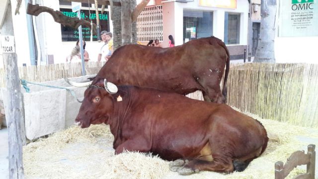 La huerta se traslada a la plaza de España - 3, Foto 3