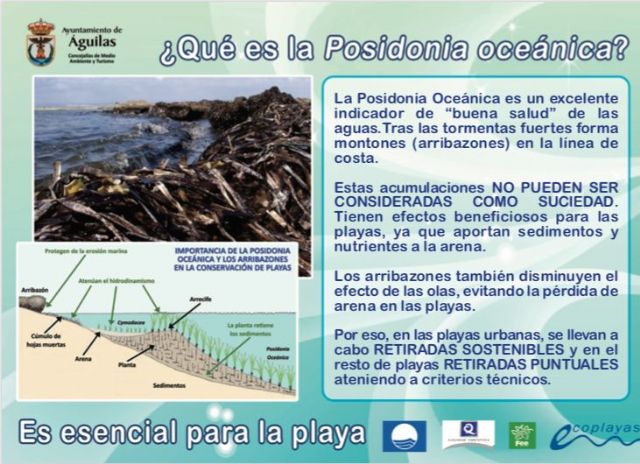 El Ayuntamiento conciencia sobre la importante función de los arribazones en las playas - 1, Foto 1