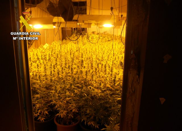La Guardia Civil desmantela un grupo delictivo que cultivaba y distribuía gran cantidad de marihuana - 2, Foto 2