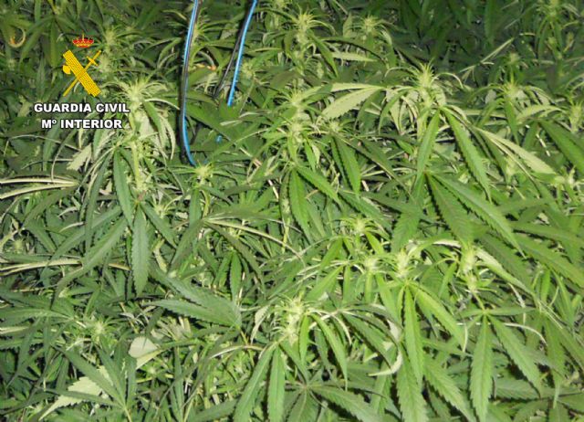 La Guardia Civil desmantela un grupo delictivo que cultivaba y distribuía gran cantidad de marihuana - 3, Foto 3