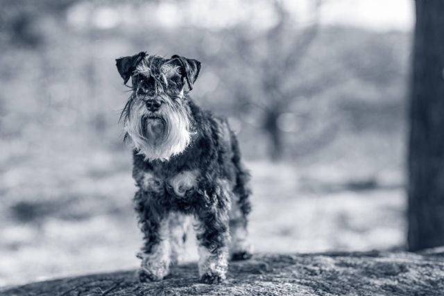 Signos que indican que los perros se hacen mayores: cómo cuidarlos en esta nueva etapa - 1, Foto 1