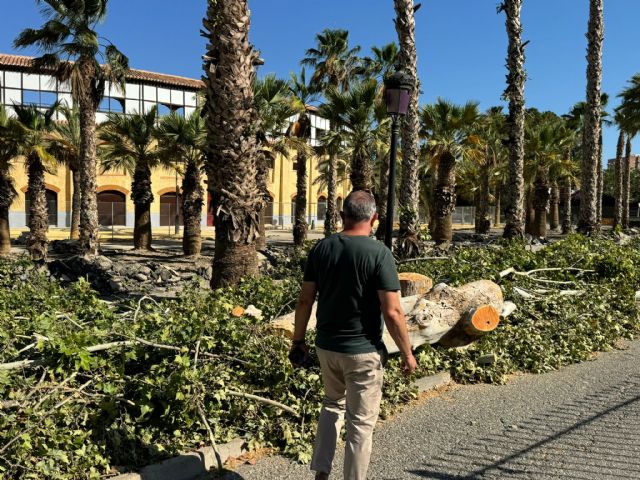 El Ayuntamiento denuncia la falta de sensibilidad del Gobierno de España a la hora de trasplantar 300 árboles afectados por las obras del soterramiento del AVE - 1, Foto 1