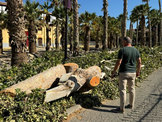 El Ayuntamiento denuncia la falta de sensibilidad del Gobierno de España a la hora de trasplantar 300 árboles afectados por las obras del soterramiento del AVE - 3, Foto 3