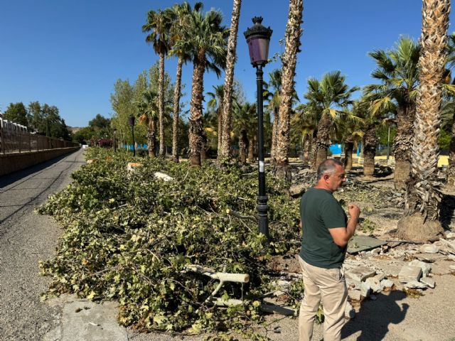 El Ayuntamiento denuncia la falta de sensibilidad del Gobierno de España a la hora de trasplantar 300 árboles afectados por las obras del soterramiento del AVE - 4, Foto 4