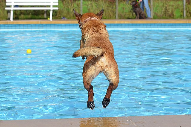 Cómo detectar y evitar el golpe de calor en perros - 1, Foto 1