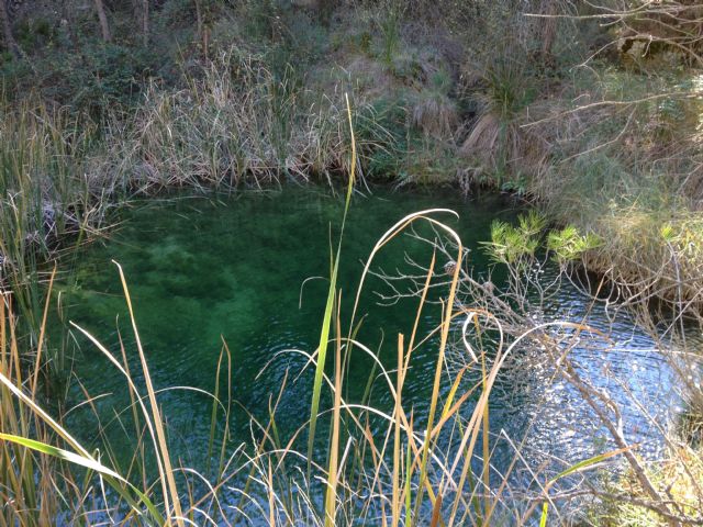 Conservación de la fauna en la Poza de las Tortugas de Moratalla - 1, Foto 1