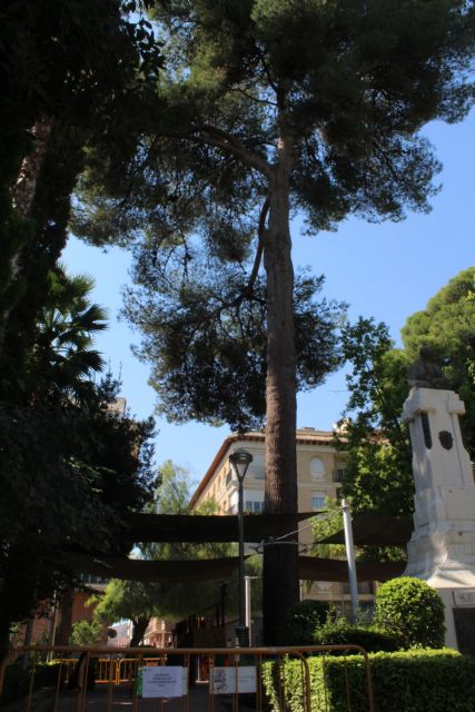 Jardines inicia trabajos de conservación de un pino centenario de la Plaza del Rey Don Pedro - 1, Foto 1