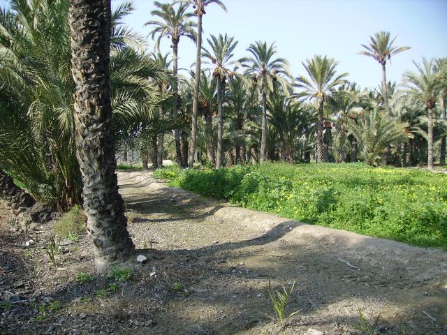 Europa financia un proyecto para la innovación en el cultivo ecológico de la palmera datilera - 1, Foto 1