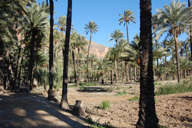 Europa financia un proyecto para la innovación en el cultivo ecológico de la palmera datilera - 3, Foto 3