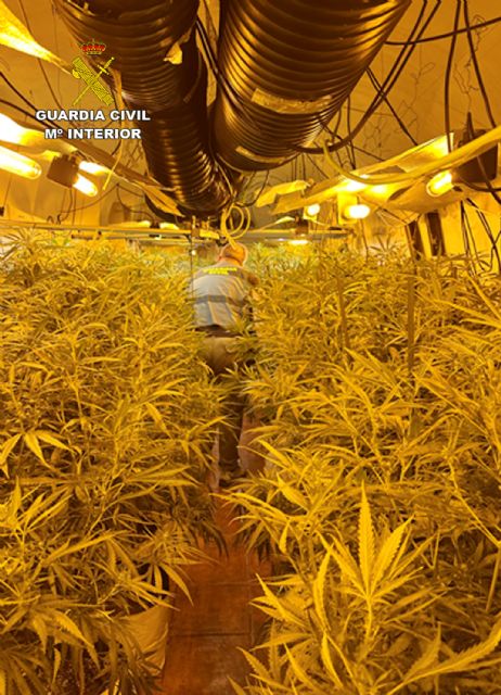 La Guardia Civil desmantela un punto de cultivo y elaboración de droga con cerca de 2.500 plantas de marihuana en una casa cueva - 2, Foto 2