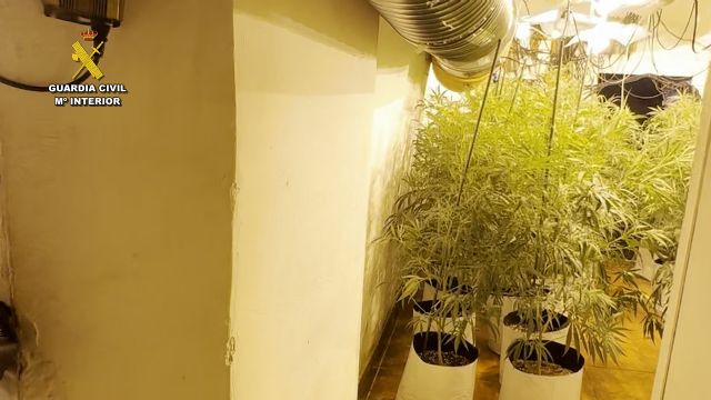 La Guardia Civil desmantela un punto de cultivo y elaboración de droga con cerca de 2.500 plantas de marihuana en una casa cueva - 3, Foto 3