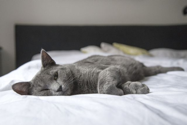 Cómo mantener tu casa limpia si tienes mascotas - 1, Foto 1