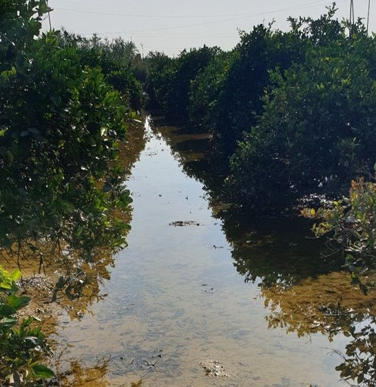 Agroseguro inicia el pago de las indemnizaciones por los daños causados por la DANA del mes de septiembre, con más de 16 millones de euros - 1, Foto 1