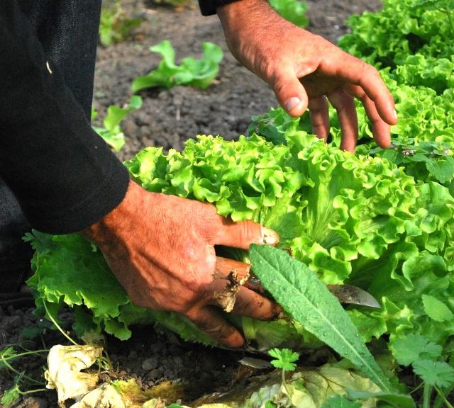 Unión de Uniones espera que se materialice la compensación a los agricultores por los efectos negativos de la rebaja del IVA de los alimentos - 1, Foto 1