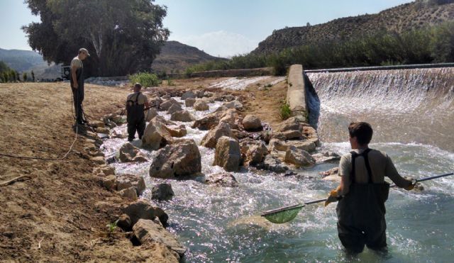 Más de 3.000 peces han utilizado ya las escalas construidas por la CHS para conectar el río Segura - 1, Foto 1