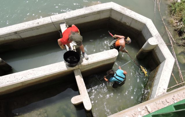 Más de 3.000 peces han utilizado ya las escalas construidas por la CHS para conectar el río Segura - 2, Foto 2