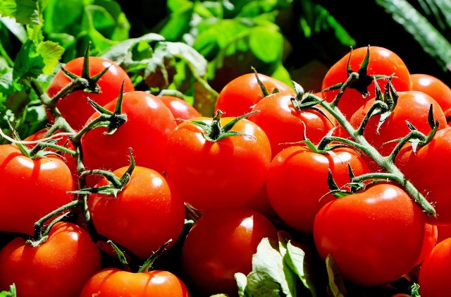 TOMATE. Un informe científico cuantifica por primera vez las aportaciones de la obtención vegetal y el impacto en la cadena de valor - 1, Foto 1