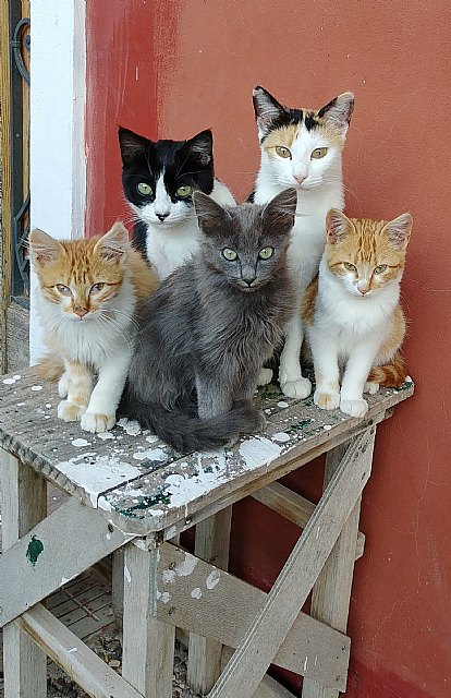 La importancia de las Intervenciones Asistidas con Animales en los colectivos en riesgo de exclusión - 1, Foto 1