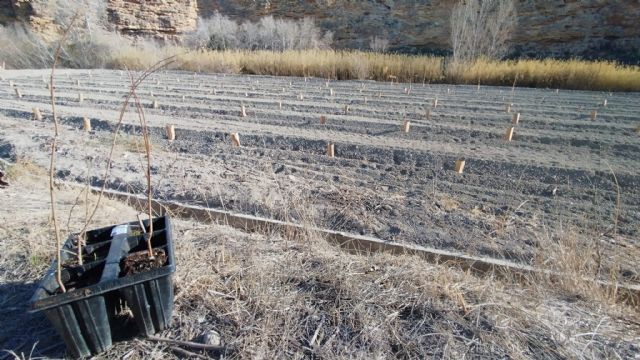 ANSE plantará 500 olmos resistentes a la grafiosis en La Huertecica - 3, Foto 3