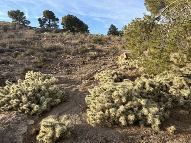 Eliminación de una especie de flora invasora en más de 10 hectáreas del paraje de la Aceña del Hierro de Totana, Foto 1