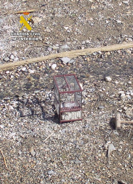 La Guardia Civil sorprende en Lorca a un cazador furtivo capturando aves fringílidas - 4, Foto 4